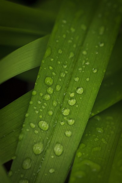 droplets