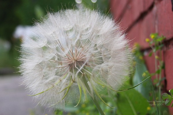 Huge Dandelion Skeleton