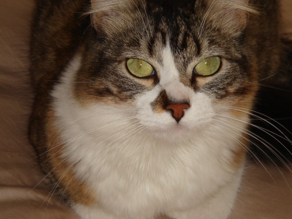 MY CAT - Picked up on the street...