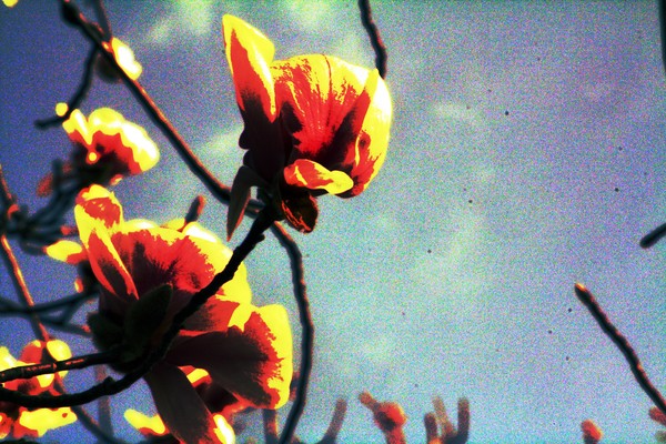 spring