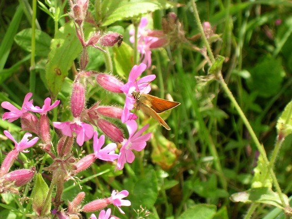 Butterfly on pink flowers