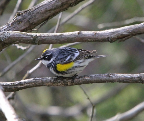 Yellow Rump Warbler