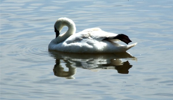 Holingworth swan