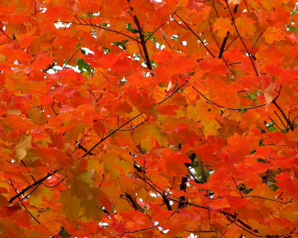 Pre-Raking Beauty