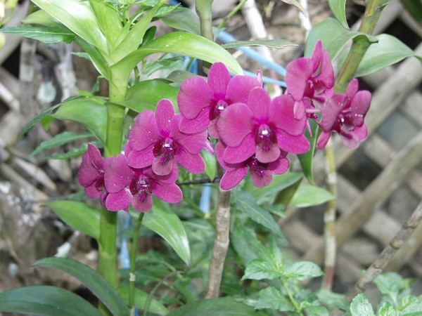 orchids