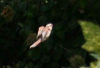 Cardinal Suspended in Air