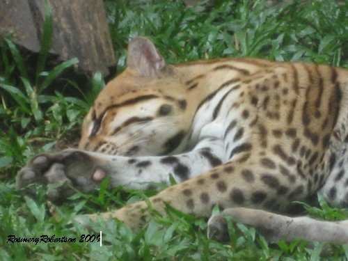 Puma