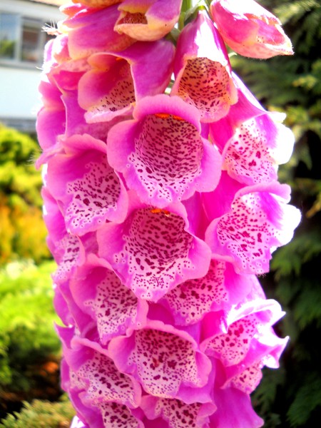 Pink- Beauty