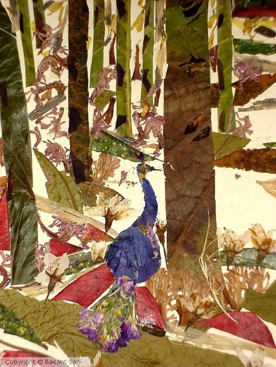 Peacock in Jungle