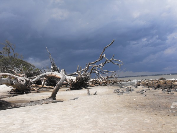 Driftwood beach