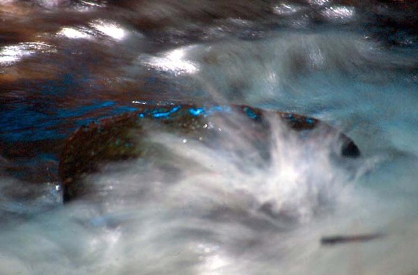 Oak Creek 29
