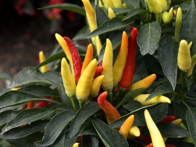 Pepper Cluster