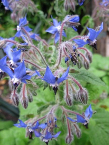 Forage for Borage