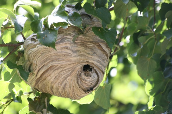 osinnoe gnezdo...bee house
