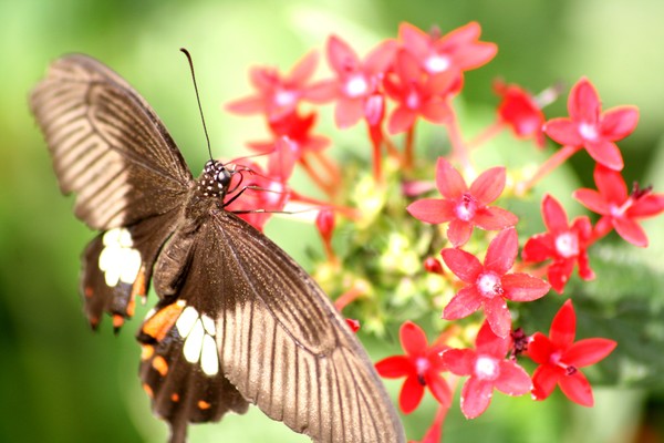 butterfly