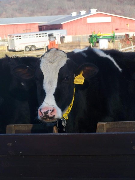 mooo