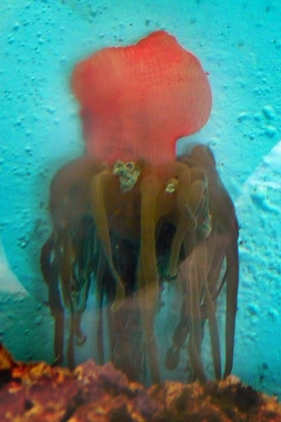 Jelly Thing