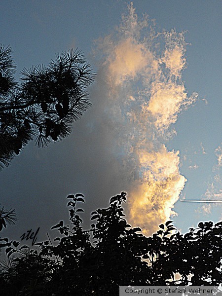 yesterday's garden view