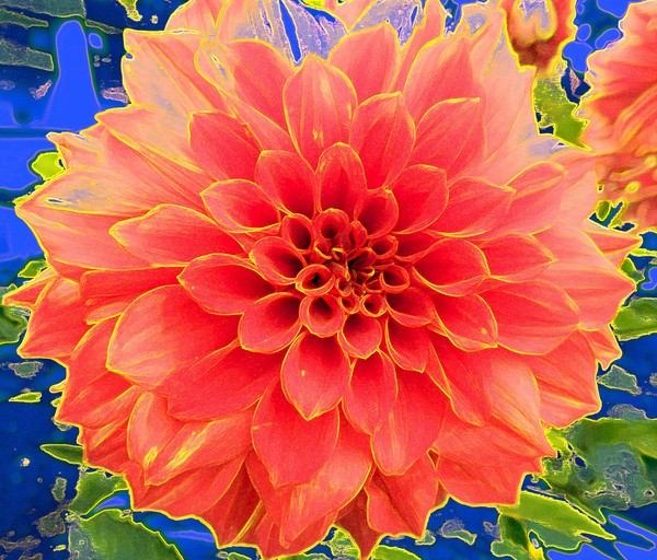 wild Dahlia