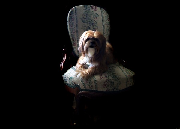The best Dog