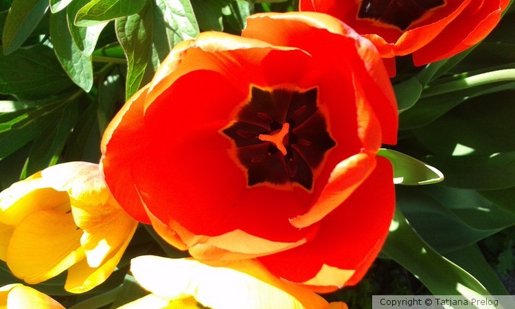 Red Tulip