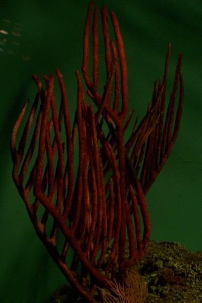 Coral