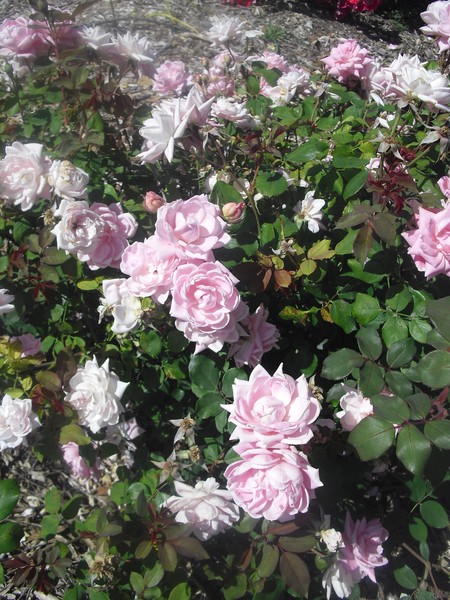 See Flowers