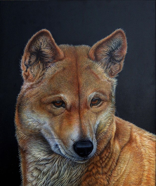 Dingo