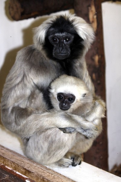 Primates 3