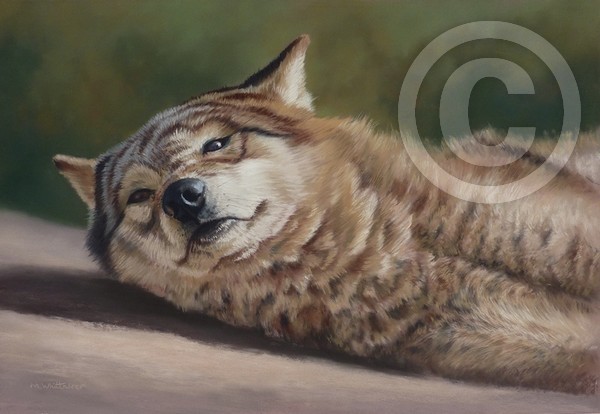 Grey Wolf