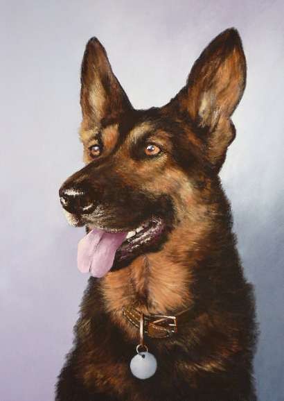 German Shepherd Portrait