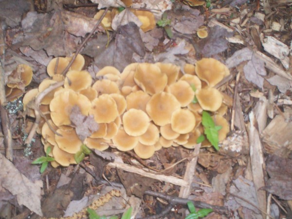 wild mushsrooms