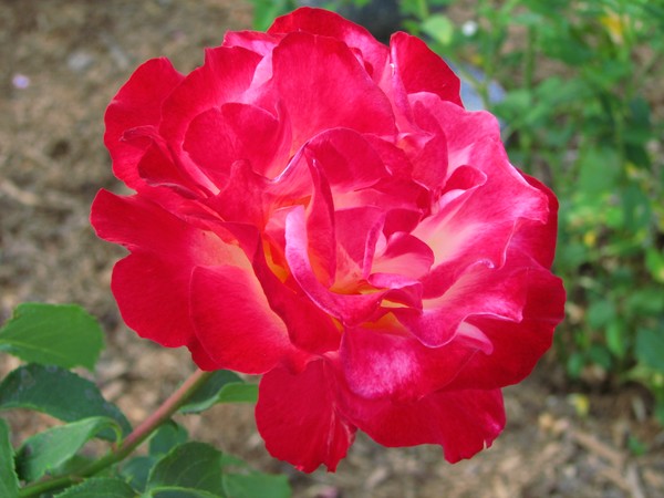 The Rose (2)