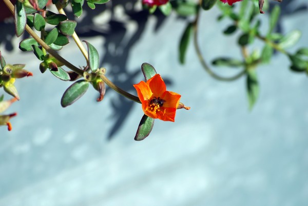 Nikon_08062009_4406