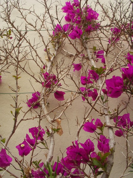Mission Flowers