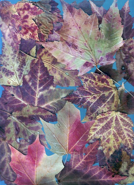 Leaves Collage 7-2-1a