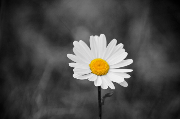 Daisy