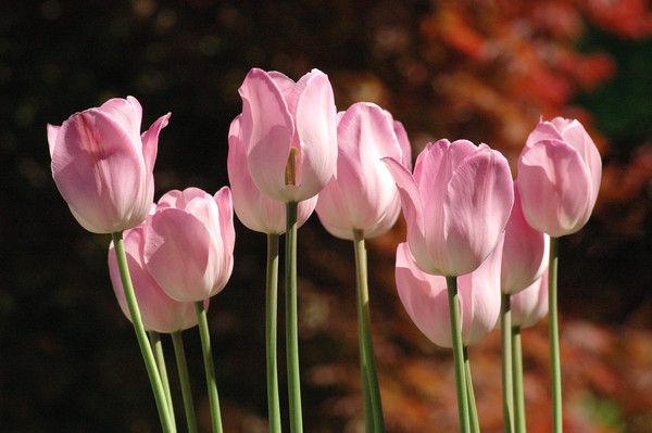 The Tulip Garden