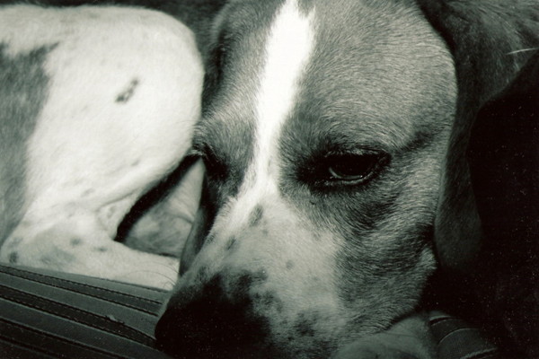 Duke