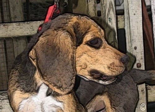 Beagle de Montagne-Therrien