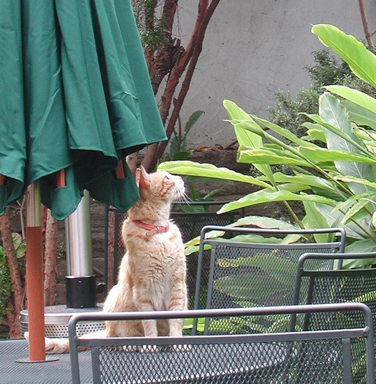 nice kitty