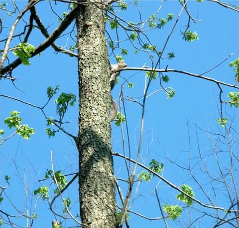 Squirrel