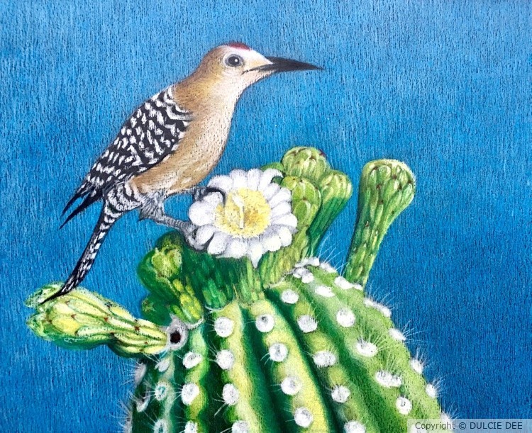 GILA WOODPECKER SUNBATHING ON SAGUARO BLOOM