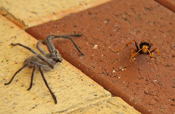 'Fight to the Death' #2 in pictures