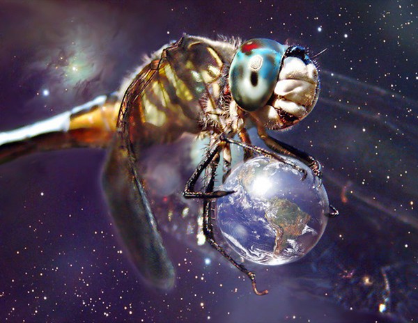 Insectopia