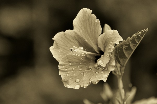 Hibiscus