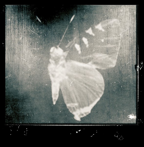 Butterfly calendar 2010