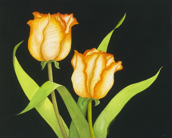 Posing Tulips