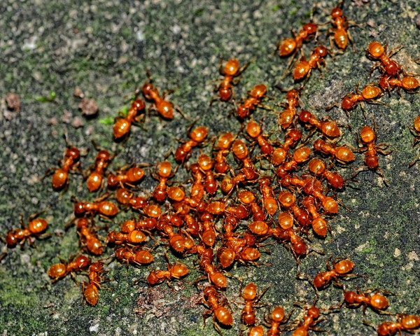 Ant in my Pants