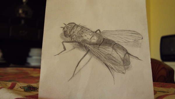 Fly